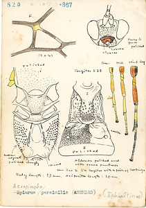 岩田久二雄フィールドノート