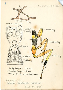 岩田久二雄フィールドノート