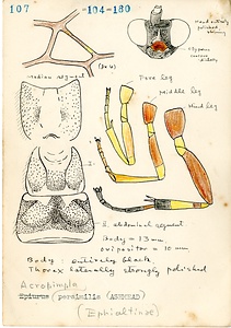 岩田久二雄フィールドノート