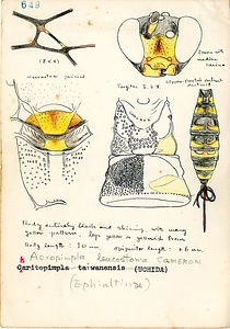 岩田久二雄フィールドノート