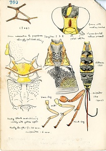 岩田久二雄フィールドノート