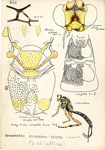 岩田久二雄フィールドノート