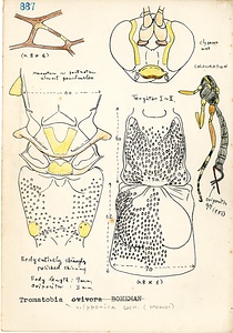 岩田久二雄フィールドノート