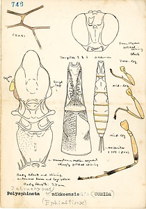 岩田久二雄フィールドノート