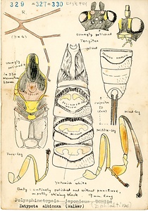 岩田久二雄フィールドノート