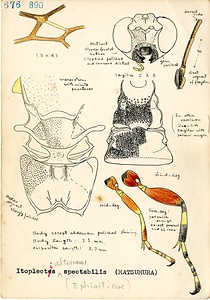 岩田久二雄フィールドノート