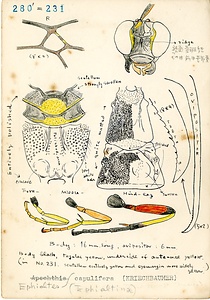 岩田久二雄フィールドノート