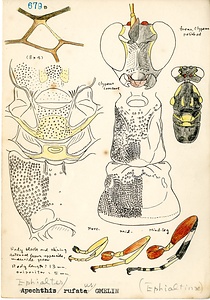 岩田久二雄フィールドノート