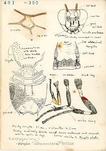 岩田久二雄フィールドノート