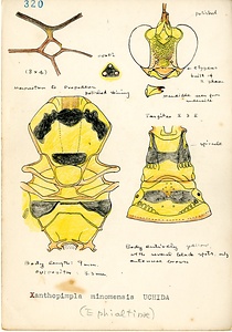 岩田久二雄フィールドノート