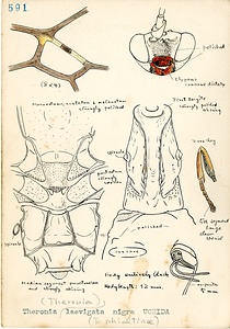 岩田久二雄フィールドノート