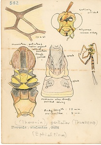 岩田久二雄フィールドノート