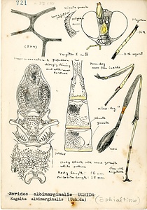 岩田久二雄フィールドノート