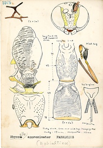 岩田久二雄フィールドノート