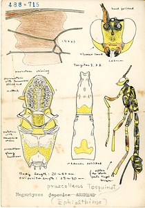 岩田久二雄フィールドノート