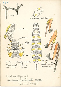 岩田久二雄フィールドノート
