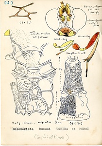 岩田久二雄フィールドノート