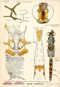 岩田久二雄フィールドノート