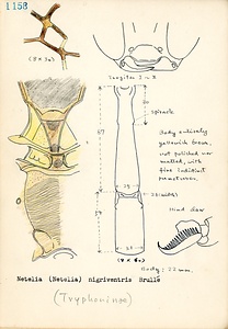 岩田久二雄フィールドノート