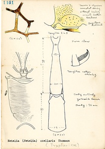 岩田久二雄フィールドノート