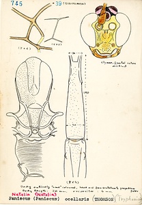 岩田久二雄フィールドノート