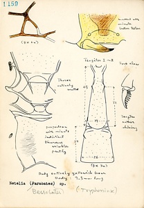 岩田久二雄フィールドノート