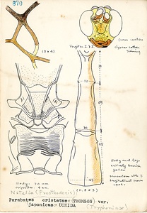岩田久二雄フィールドノート