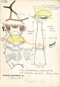 岩田久二雄フィールドノート