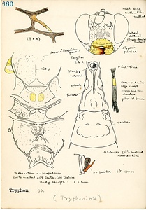 岩田久二雄フィールドノート