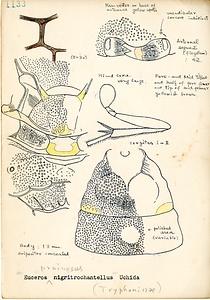 岩田久二雄フィールドノート