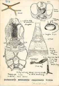 岩田久二雄フィールドノート