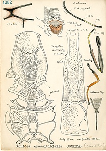 岩田久二雄フィールドノート
