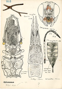 岩田久二雄フィールドノート