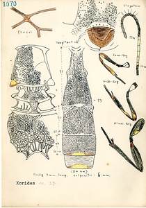 岩田久二雄フィールドノート