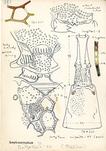 岩田久二雄フィールドノート