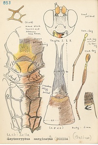 岩田久二雄フィールドノート