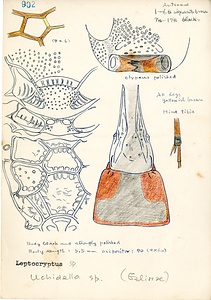 岩田久二雄フィールドノート