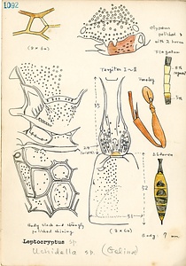 岩田久二雄フィールドノート
