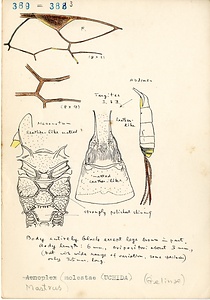 岩田久二雄フィールドノート