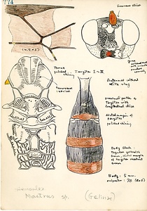 岩田久二雄フィールドノート
