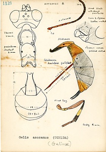 岩田久二雄フィールドノート