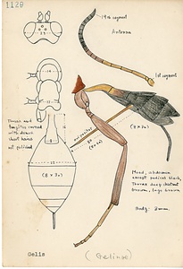 岩田久二雄フィールドノート