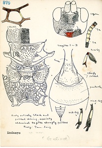 岩田久二雄フィールドノート