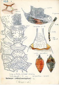 岩田久二雄フィールドノート