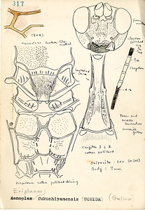 岩田久二雄フィールドノート