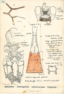 岩田久二雄フィールドノート