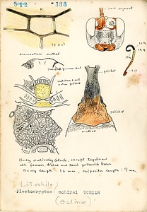 岩田久二雄フィールドノート