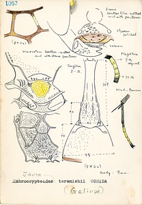 岩田久二雄フィールドノート