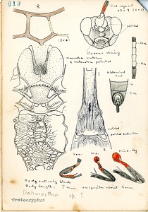 岩田久二雄フィールドノート