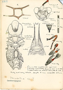 岩田久二雄フィールドノート